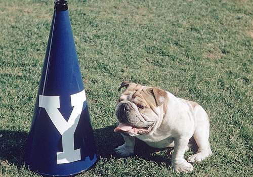 yale-bulldog.jpg