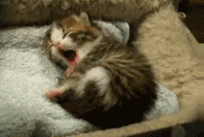 IDYm3.gif
