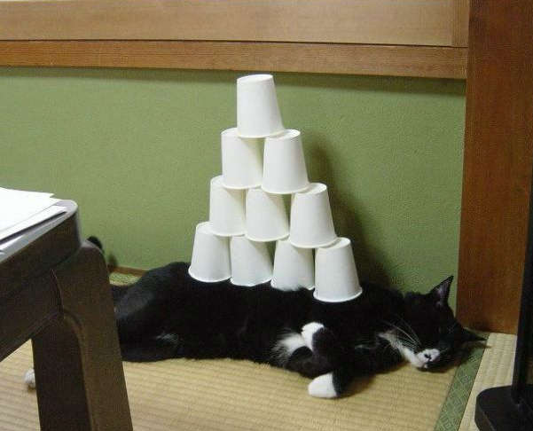 cups-placed-on-sleeping-cat.jpg
