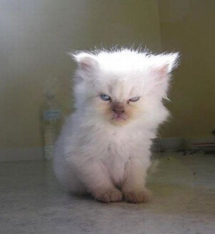 angry-6.jpg