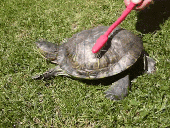 turtle-scrub