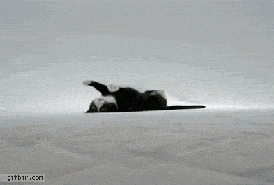 1311246611_cat_under_the_sheets.gif