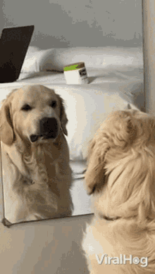 dog-viralhog.gif