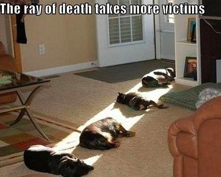 sunbeam-sleeping-pets.jpg