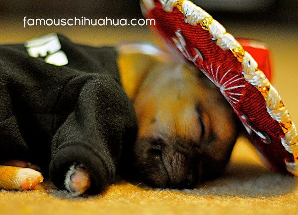 drunk-chihuahua.jpg