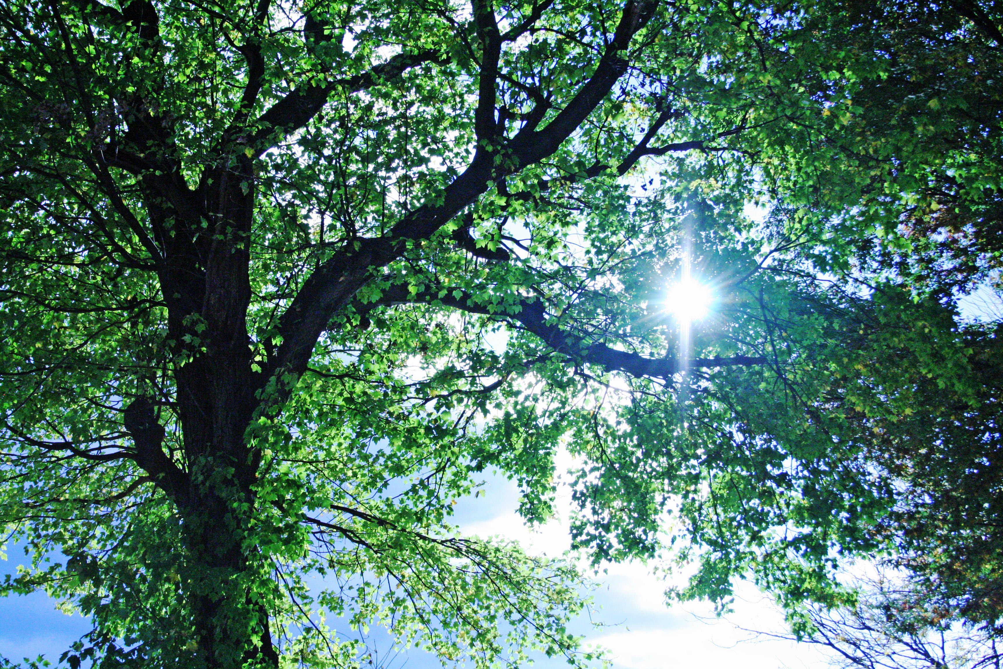 sun-flare-through-trees.jpg
