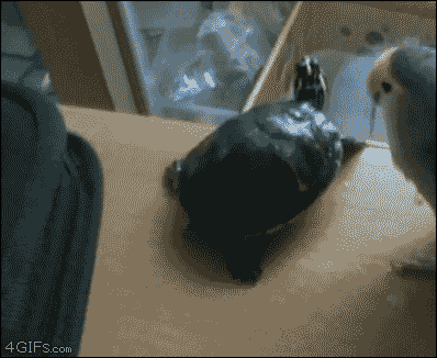 giphy.gif