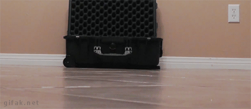 skidding-kitten
