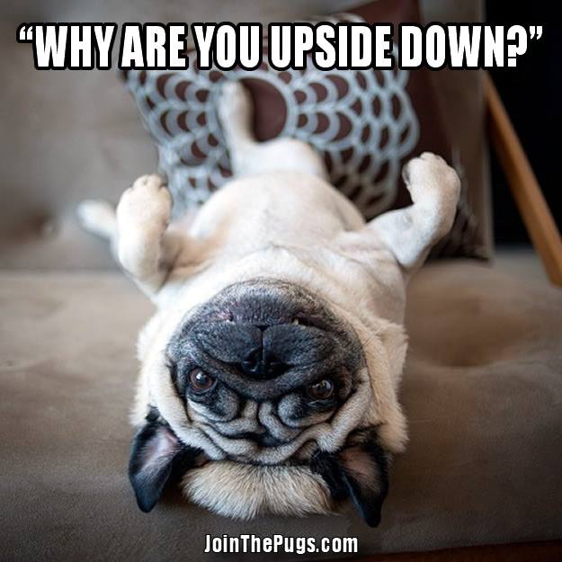 Upside-Down-Pug-.jpg