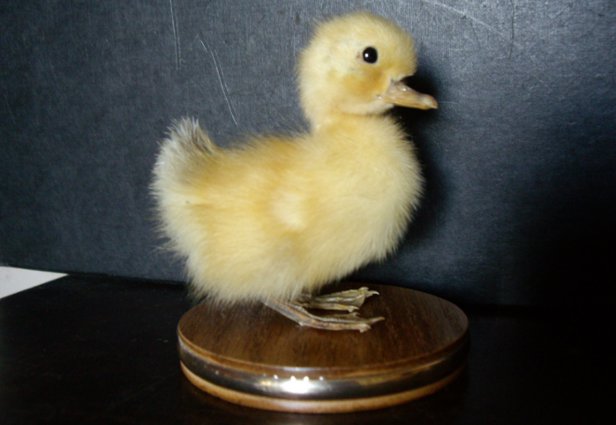 duckling.jpg
