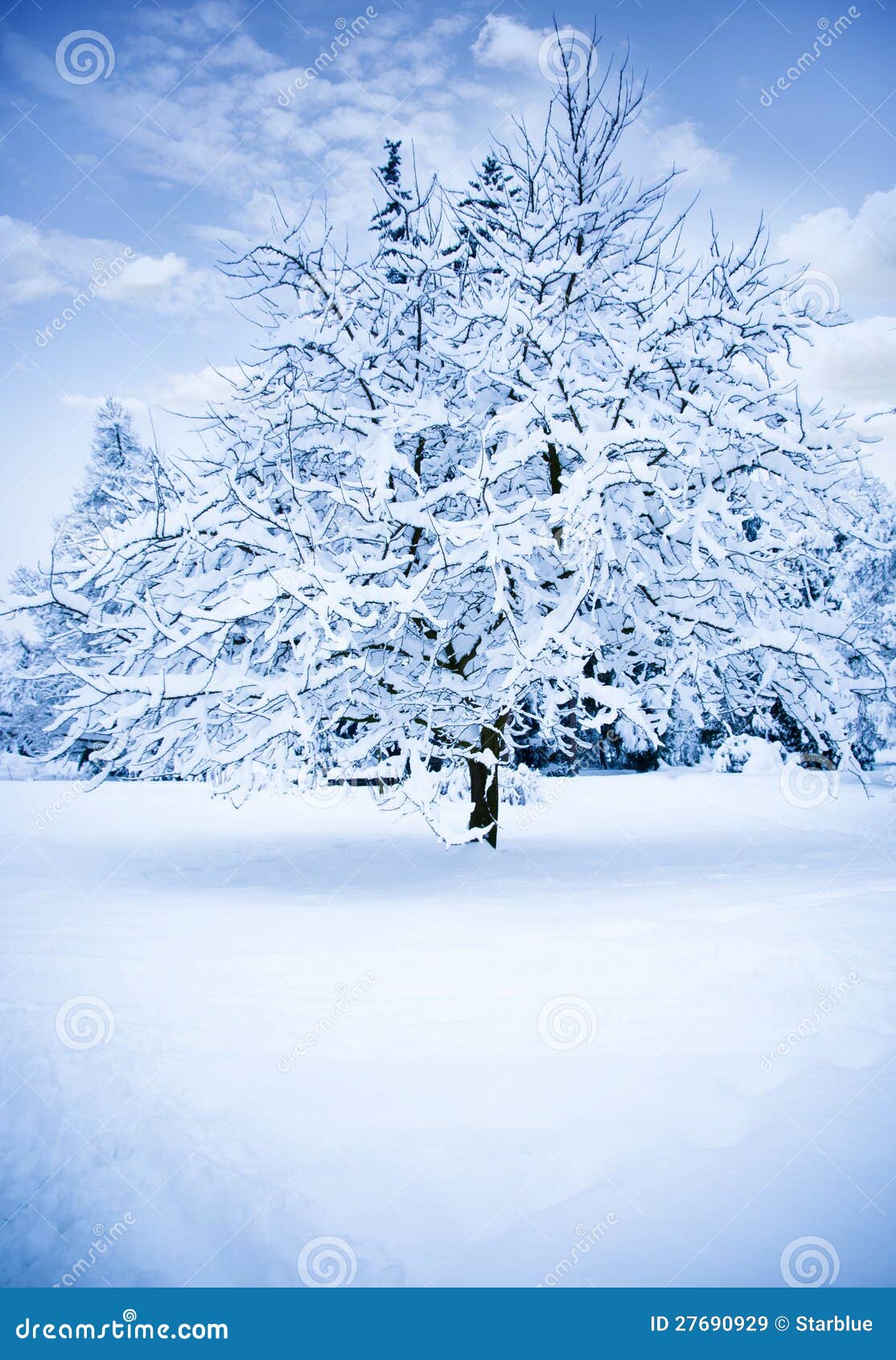 winter-tree-27690929.jpg