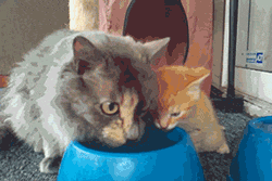 zsxa09D.gif