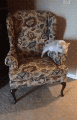 piggy-tries-to-cat