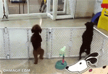 giphy.gif