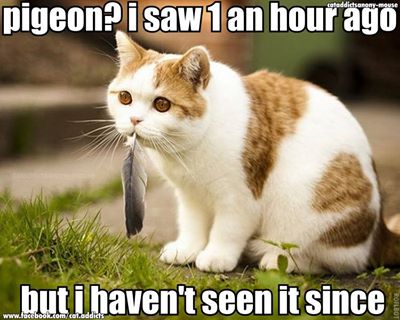 cat.jpg
