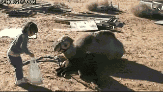 camel-sleeps-on-dog