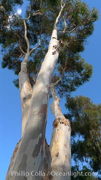 eucalyptus-sp-gum-tree-21491.jpg