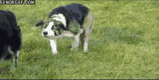 two-very-sneaky-dogs