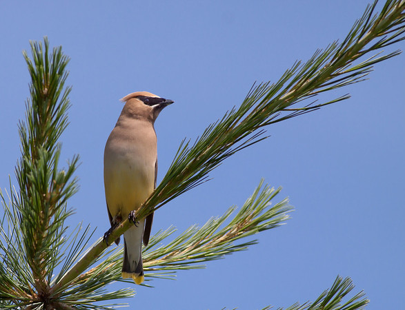 Cedar-Waxwing-9746-M.jpg