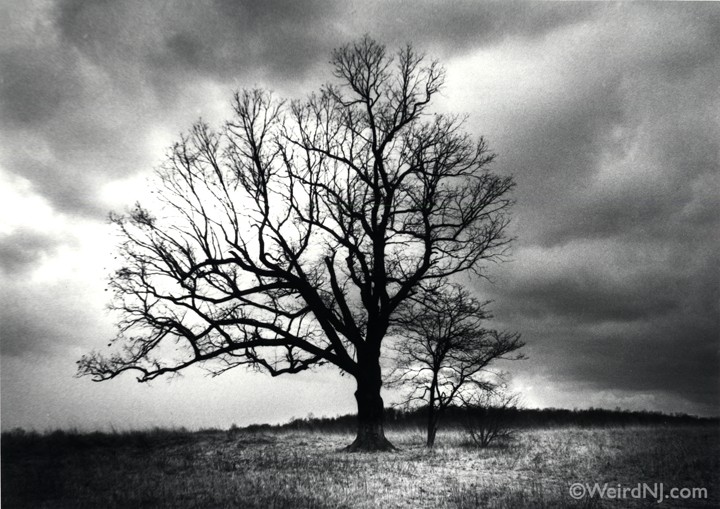 Devils-Tree1.jpg