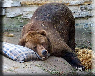 Sleeping_Bear.jpg