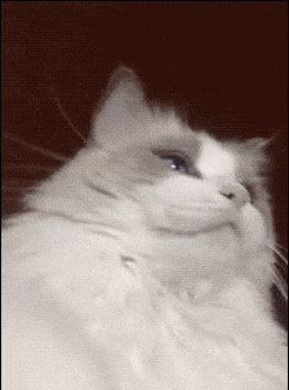 sTZ2Lfr.gif