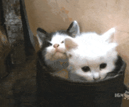 j98AW2E.gif