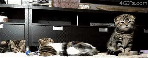 sTjOuJS.gif