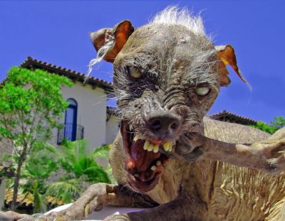 ugly-dog-pic.jpg