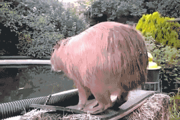 jus-lean-into-the-dive