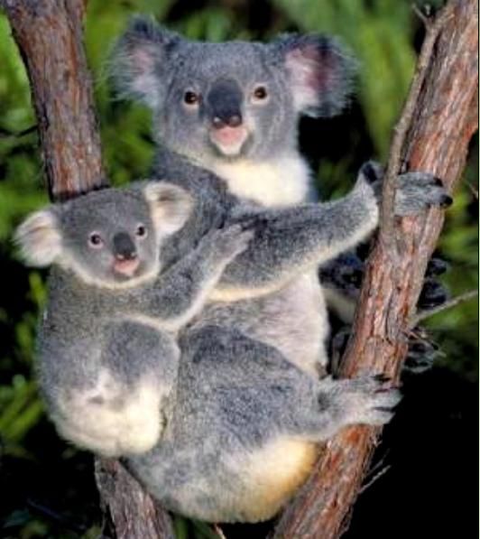 1bd03337a7125317f40fefcff468c0f9--baby-koala-koala-bears.jpg