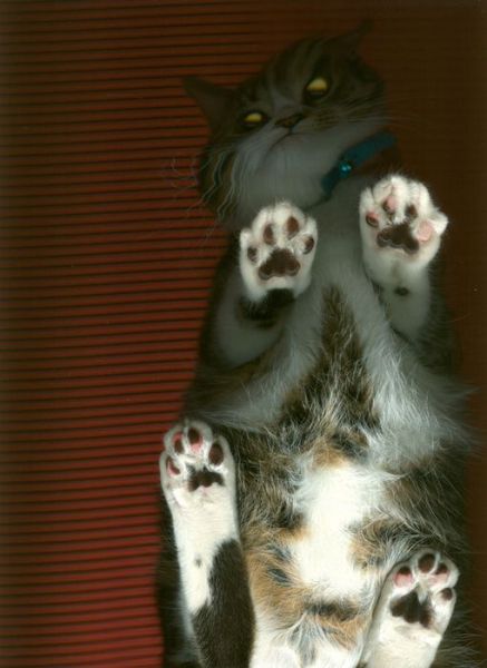 scanned_cats_640_02.jpg