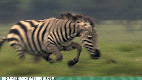 animal-gifs-in-an-alternate-universe