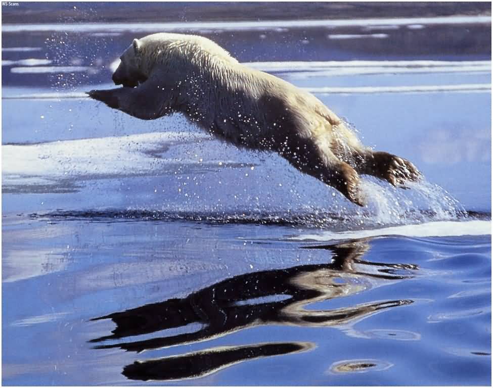 polar-bear-leaping.jpg