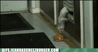 animal-gifs-keep-trying-ferret