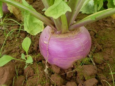 Turnip-Images.jpg