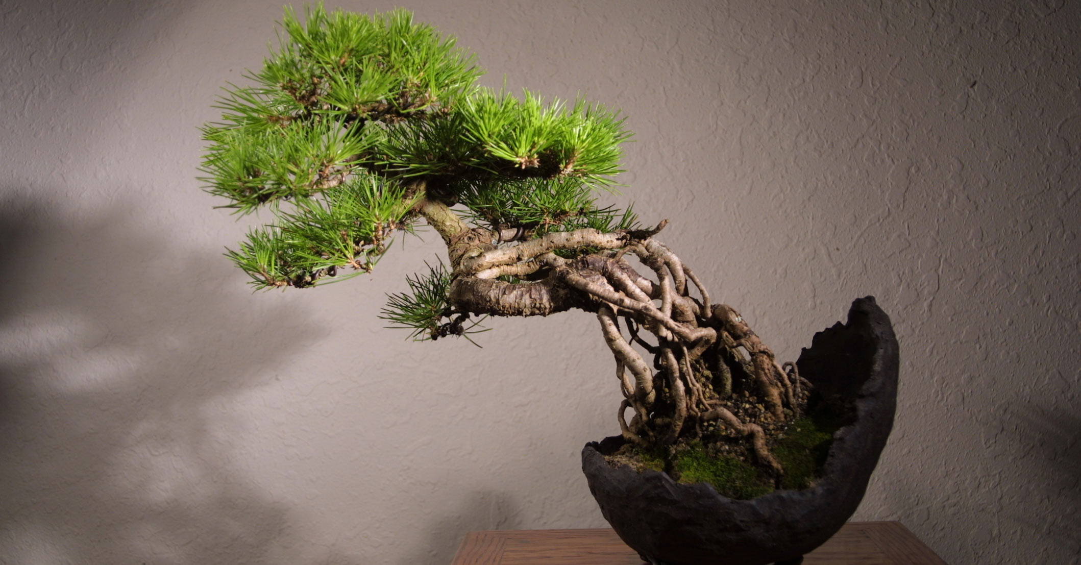 japanbonsai_622.jpg
