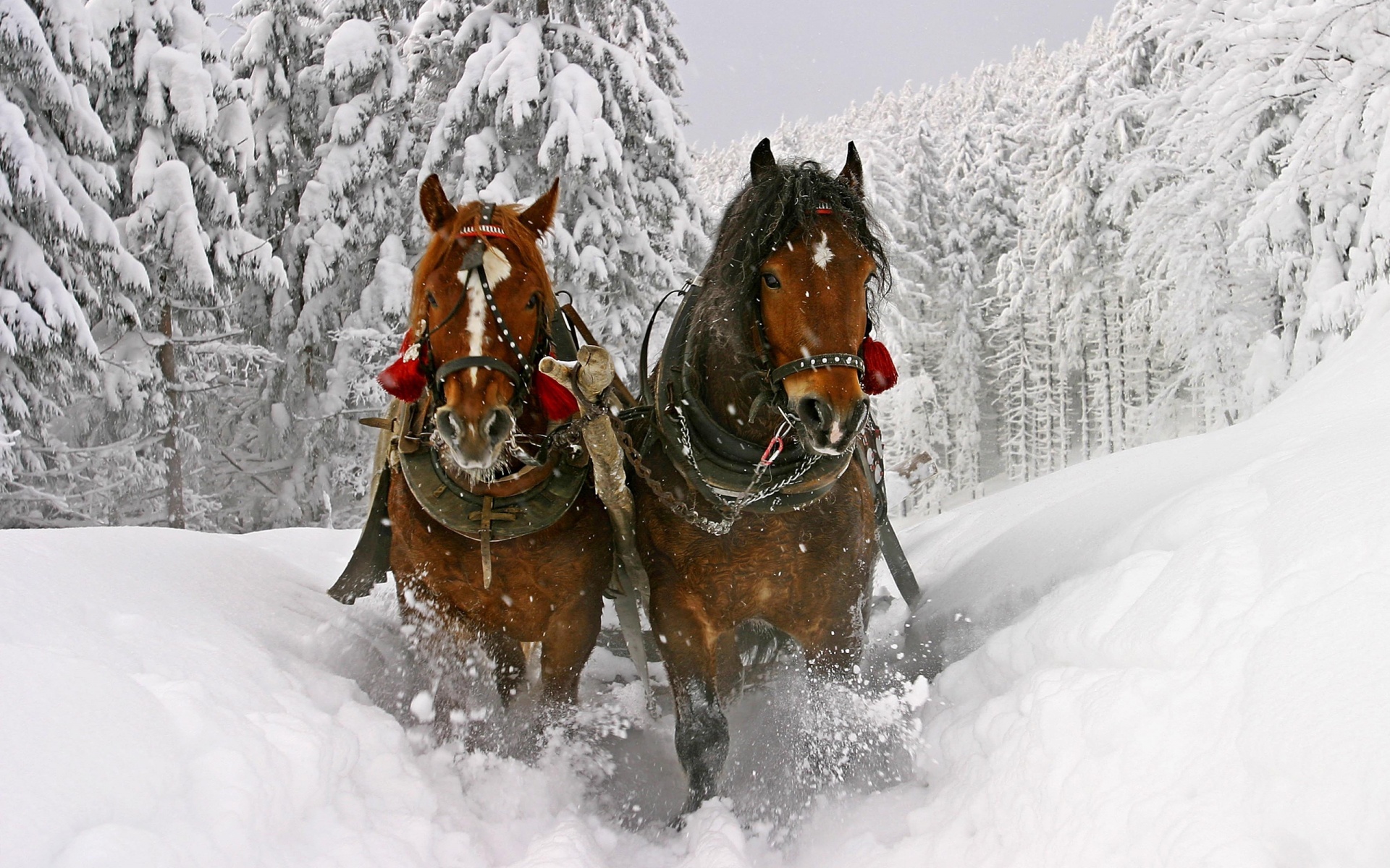 horse-wallpaper-dashing-through-the-snow_1920x1200_95865.jpg