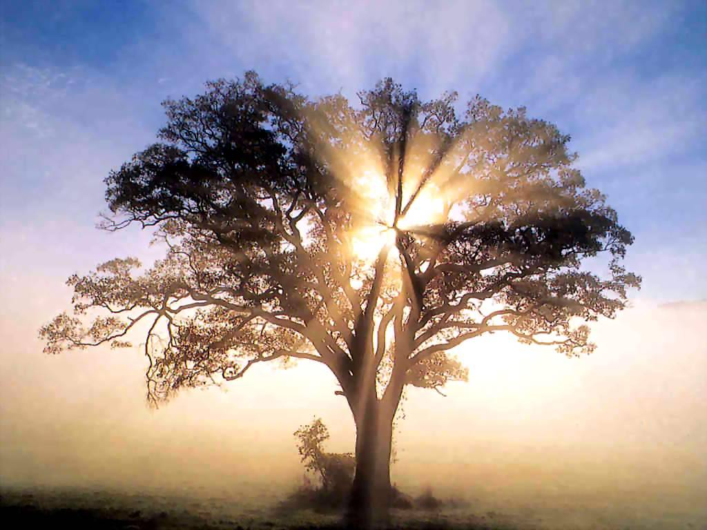 Tree.jpg