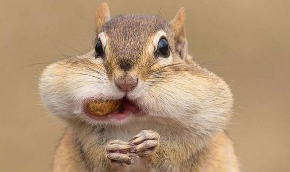 chipmunk-2.jpg
