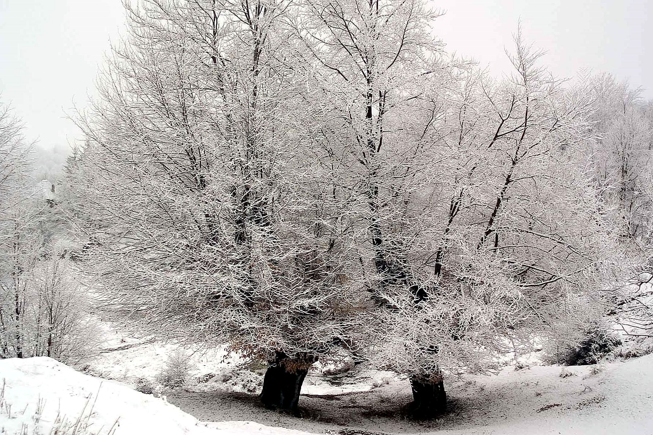 Trees_winter_landscape.jpg