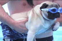 r6ALgGVKLg93O.gif