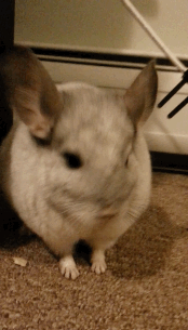 EqDBDxL.gif