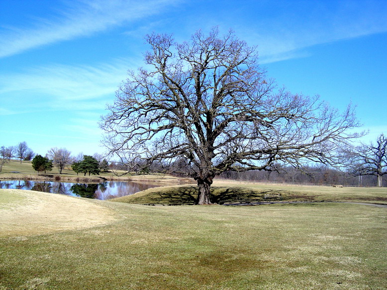 cool-tree.jpg