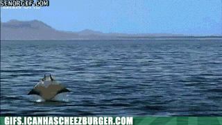almost-like-birds-almost