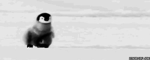 gif-bird-senorgepc0