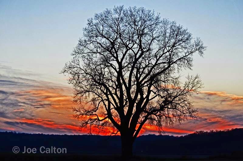 Lonely+Tree.jpg
