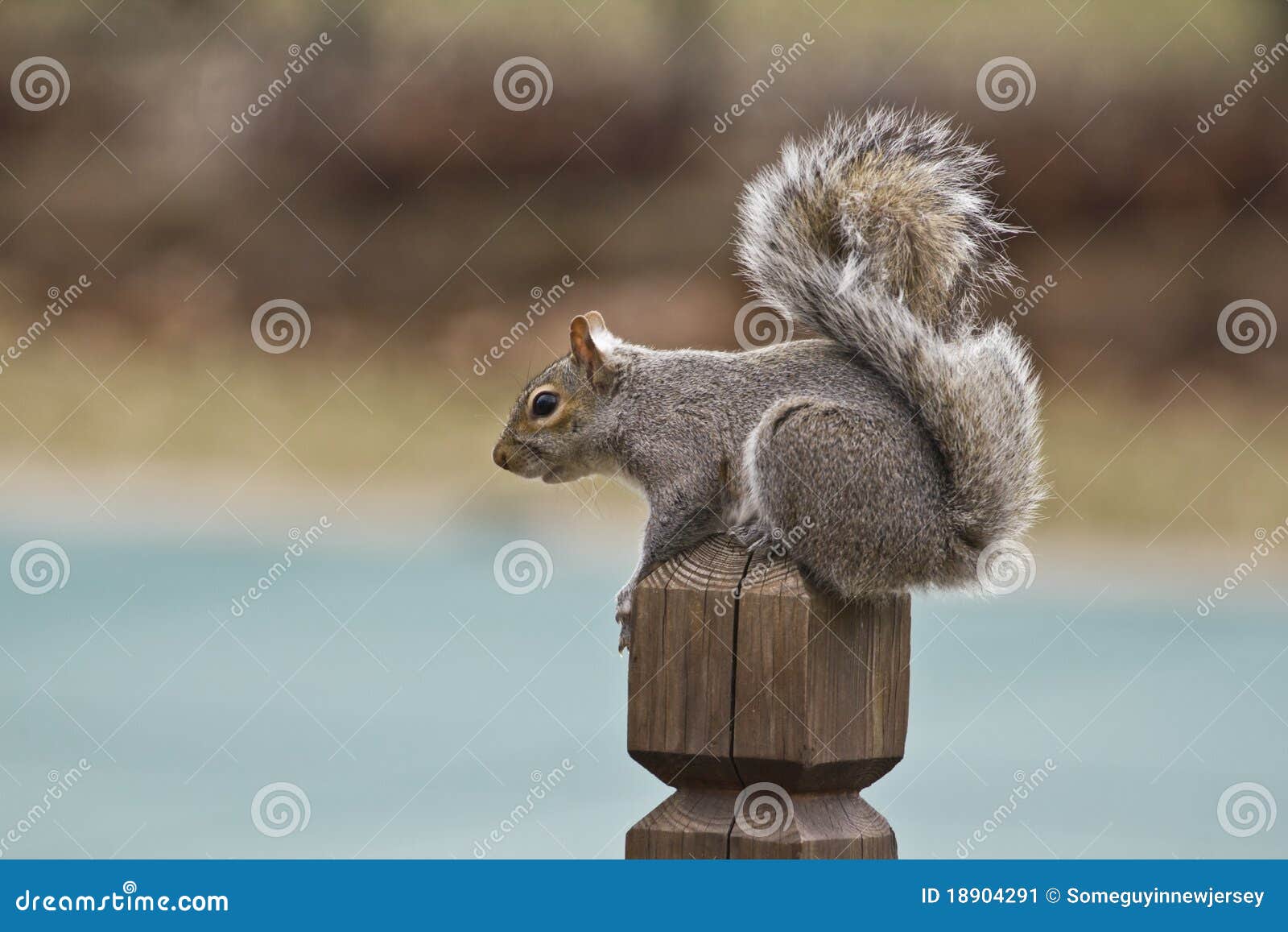 squirrel-perched-wooden-post-facing-left-18904291.jpg