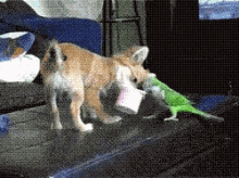 dog-bird.gif
