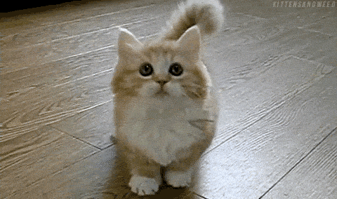 HGMxh.gif